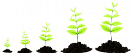 (image for) The Genealogy Store The Home Of Genealogy